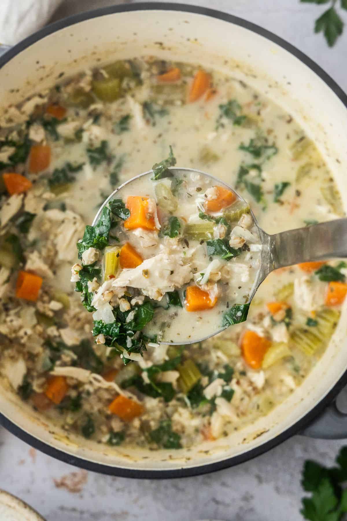 A soup ladle holding up some Creamy Chicken and Barley Soup, ready to put into a bowl.